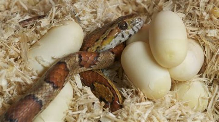 How Do Snake Eggs Hatch: A Guide To The Process