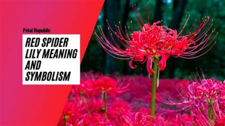 Unraveling The Meaning Of Spider Lilies: A Comprehensive Guide
